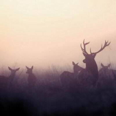 Profile Picture of stacy (@stacy) on Twitter