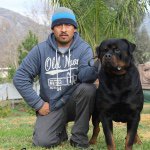 Profile Picture of Von Der Obersten Rottweilers (@vonderobersten_rottweilers) on Instagram