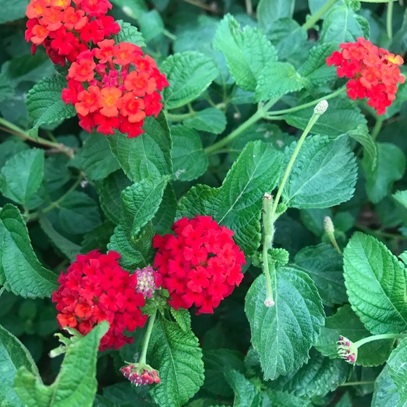 Profile Picture of Jose Farinas gay (@joseg690) on Poshmark