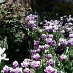 Profile Picture of Paula Regan (@paularegan5471) on Instagram