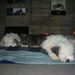 Profile Picture of James Hoegh (@jameshoegh) on Pinterest