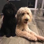 Profile Picture of Benjamin & Baylee McQueen (@ben.baylee.doodlemcqueen) on Instagram