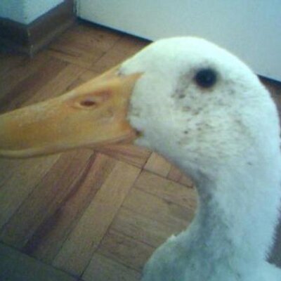 Profile Picture of Patricio Zapata (@PatrickZapata) on Twitter