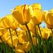 Profile Picture of joy sylvester (@jmay30033) on Pinterest