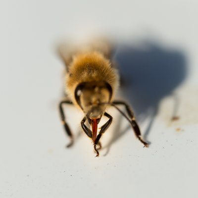 Profile Picture of Peter Nelson (@pollinatorsfilm) on Twitter
