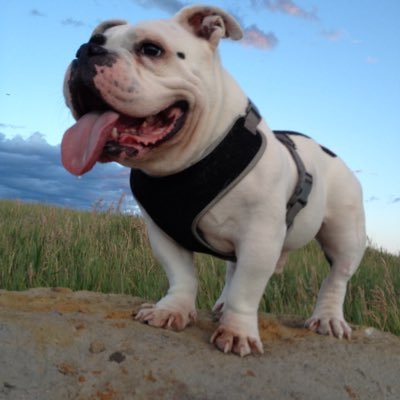 Profile Picture of Josh Savoy (@joshsavoy) on Twitter