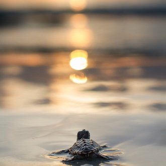 Profile Picture of Tom Jonsson (@tgjonss) on Twitter