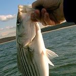 Profile Picture of ray crocker (@fishin_ray) on Instagram