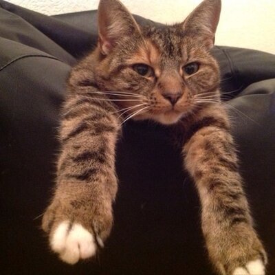 Profile Picture of Lisa Cranston (@lusopruby) on Twitter