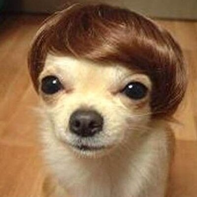 Profile Picture of Adam Schreiner (@Pruuunes) on Twitter