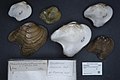 Profile Picture of Epioblasma flexuosaon Wikipedia