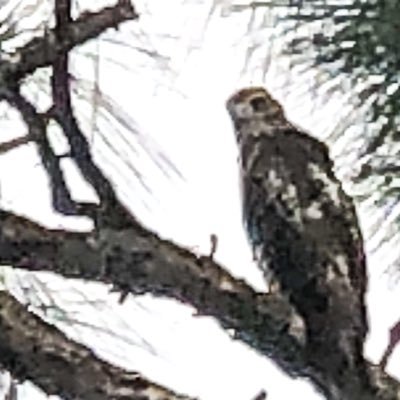 Profile Picture of Eric Lundquist (@imagesbyeric) on Twitter