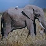 Profile Picture of Vincent Jeannette (@vincentjeann) on Instagram