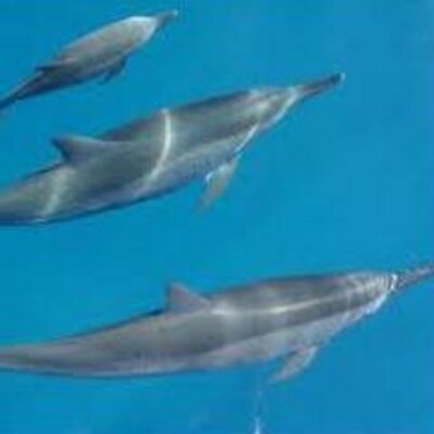 Profile Picture of Semi-Dolpin (@DamonGarrett36) on Twitter