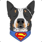 Profile Picture of Booker James (@cattledogbooker) on Instagram