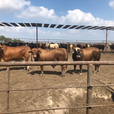Profile Picture of James Davison (@Dogeys36) on Twitter
