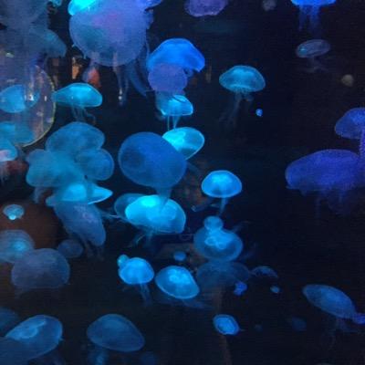 Profile Picture of Stephen Yanez (@smyanez) on Twitter