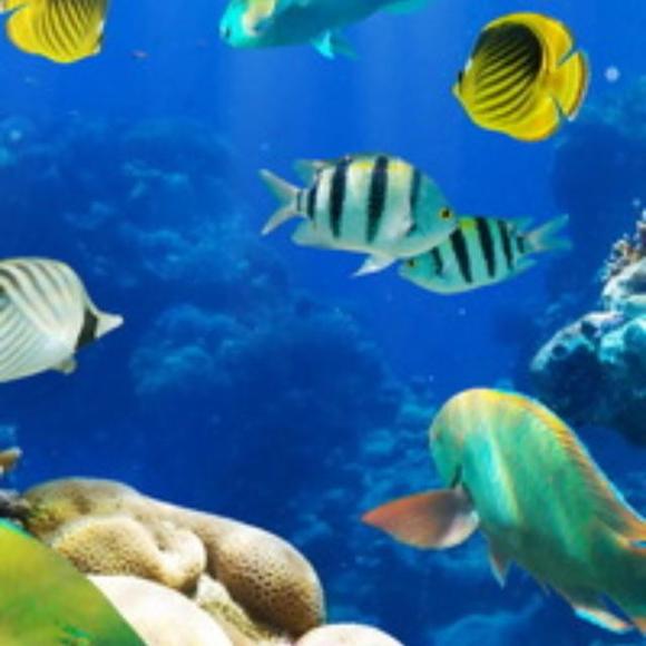 Profile Picture of Atillahan Ozturk (@atillahanozturk) on Poshmark