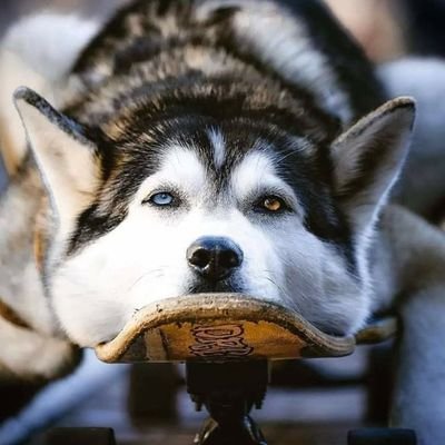 Profile Picture of José Licón (@srlicon) on Twitter