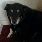 Profile Picture of steve steadman (@steadmansteve) on Instagram