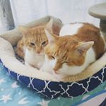 Profile Picture of BoRa Yang (@bora_yang88) on Instagram