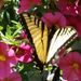 Profile Picture of Joan OBrien (@joanelizobrien) on Pinterest