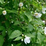 Profile Picture of Burges (@burgesennelltya) on Instagram