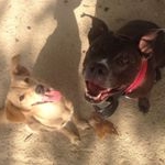 Profile Picture of Blair&Cleo (@b.c.harts_rich) on Instagram