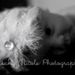 Profile Picture of Stephanie Hollifield (@rosieone2be) on Pinterest