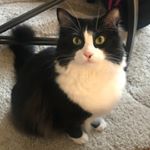 Profile Picture of Nicholas Vincent (@nicholasvincent.thecat) on Instagram