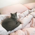 Profile Picture of Donghee Shin (@hihihi.hiya) on Instagram