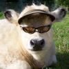 Profile Picture of drewnordquist (@pooopppoooo24) on Tiktok
