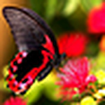 Profile Picture of Losowski.thais (@losowski.thais) on Flickr