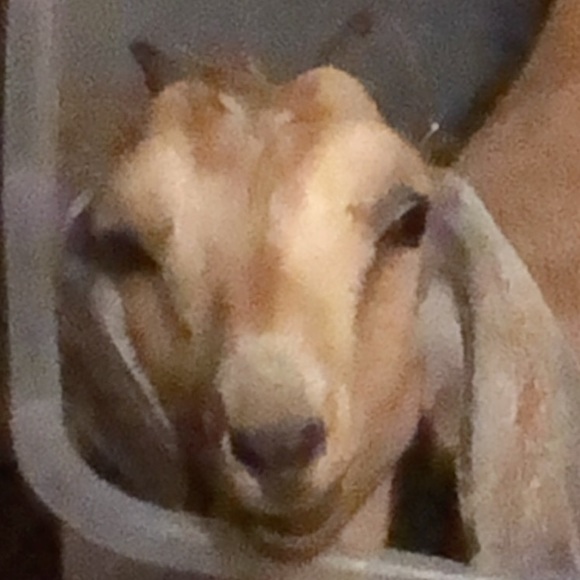 Profile Picture of Bradley Bellamy (@fireboy692) on Poshmark