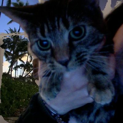 Profile Picture of Lucy Sylvester (@LucySylvester3) on Twitter