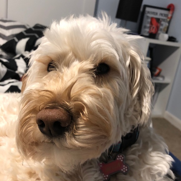 Profile Picture of Daniella Barbetta (@dbarbetta) on Poshmark