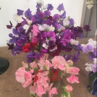 Profile Picture of Megan Clay (@MeganCl53855794) on Twitter