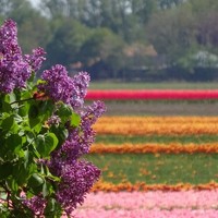 Lora Schuringa - Quora Profile Picture of Lora Schuringa (@lora-schuringa) on Quora