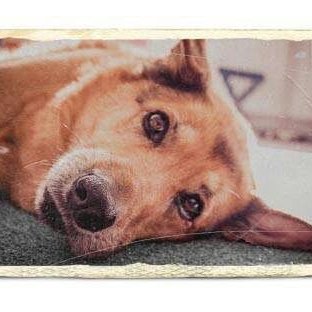 Profile Picture of Anne Stützer (@StutzerAnne) on Twitter