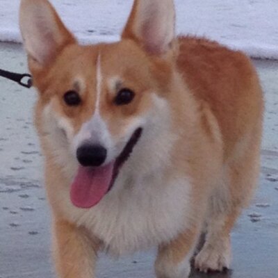 Profile Picture of Nicholas Sala (@nicksala77) on Twitter