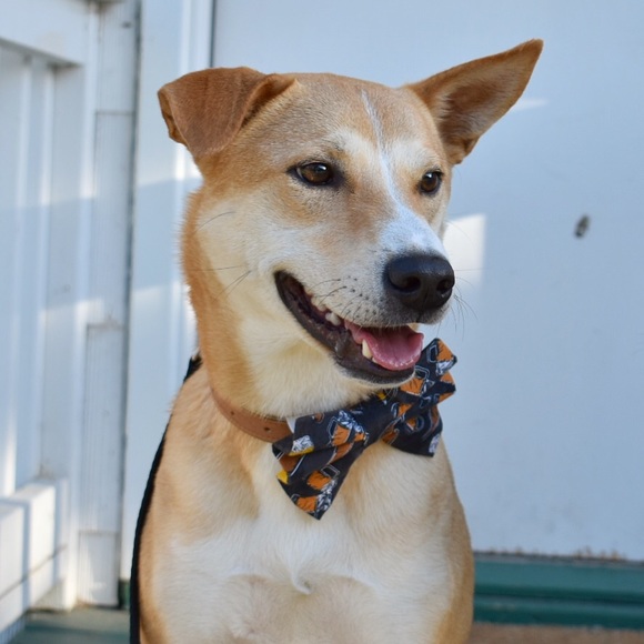 Profile Picture of Nicholas Von drasek (@envyd651) on Poshmark