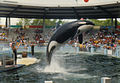Profile Picture of Lolita (orca)on Wikipedia