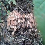 Profile Picture of Barbara Davis (@ugolevahilbert) on Instagram