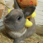 Profile Picture of スイーツ×ハンター (@miketysweets) on Instagram