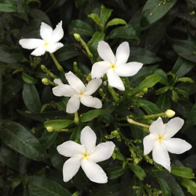 Profile Picture of Troy Mesa (@troy_mesa) on Twitter