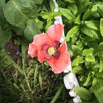 Profile Picture of Kaying Yang (@yangkaying) on Instagram