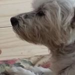Profile Picture of Phyllis Glazer (@phyllyg) on Instagram