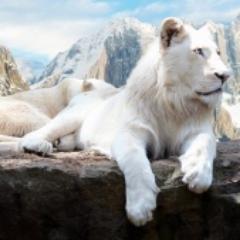 Profile Picture of Nirmal Chauhan (@nirmalchauhan73) on Twitter