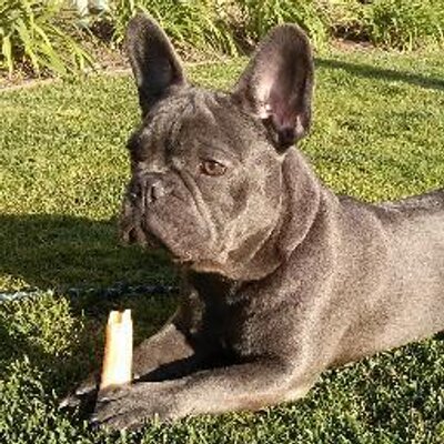 Profile Picture of Floyd Laser Bean (@floydlaserbean) on Twitter