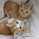 Profile Picture of Rabia Shah (@rabiafahadshah) on Instagram